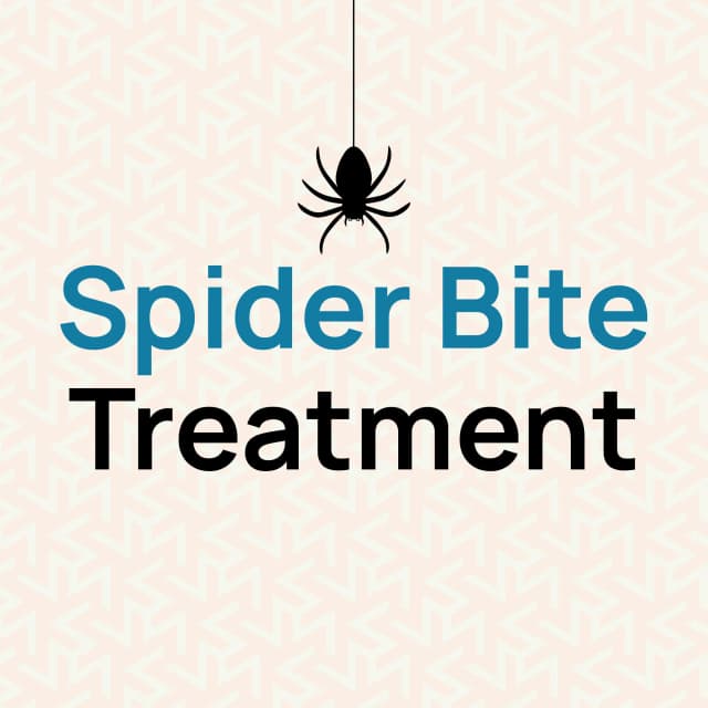 spider bite treatment